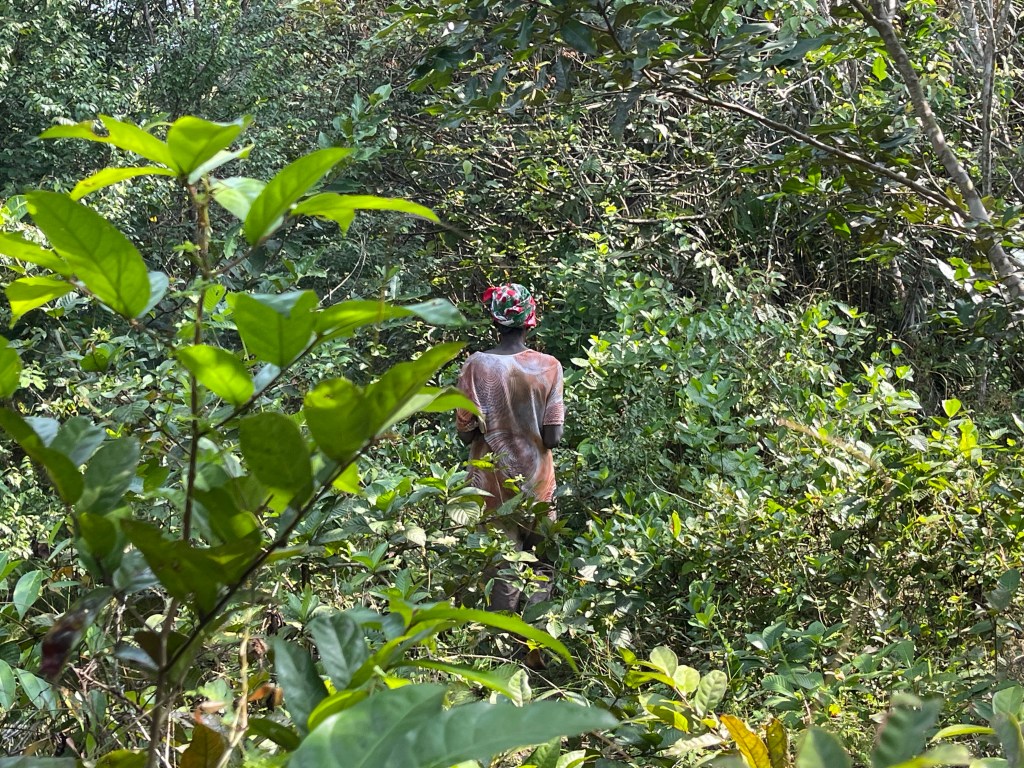 Our letter about the urgent need to protect forest&nbsp;funding