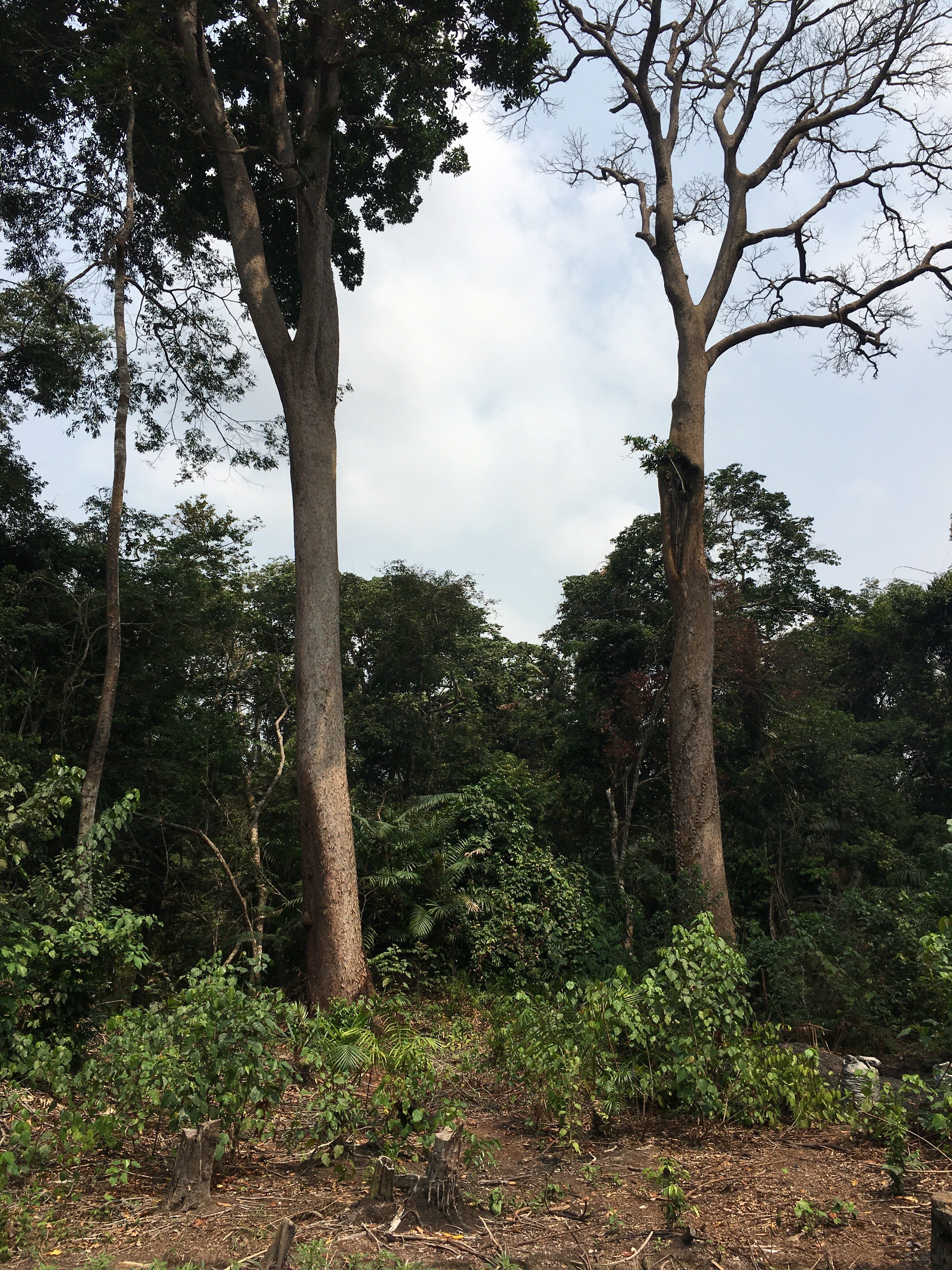 DEFRA ministers “recognise the urgency of taking action” on deforestation